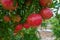 Pomegranates cultivation in South Apulia