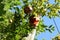 Pomegranates growing on the tree with blue sky background