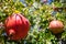 Pomegranates hanging on a tree