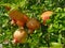 Pomegranates on tree