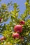Pomegranates on the tree