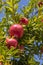 Pomegranates on the tree