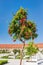 Pomegranates tree against blue sky