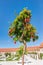 Pomegranates tree against blue sky