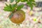 Pomegranates on tree banches in green nature.