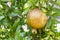 Pomegranates on tree banches in green nature.