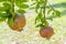 Pomegranates on tree banches in green nature.