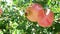 Pomegranates on tree branch