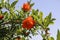 Pomegranates tree with red flowers at blue sky background