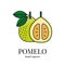 Pomelo citrus fruit, line icon in vector to indicate on food packaging about the presence of this allergen.