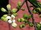 Pomelo flowering branch, Citrus maxima, Shaddock