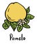 Pomelo fruit