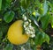 Pomelo fruit and flowers