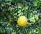 Pomelo fruit and flowers