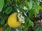 Pomelo fruit and flowers