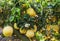 Pomelo fruit and flowers