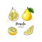 Pomelo fruit graphic drawing. Watercolor pomelo on a white background. Vector illustration