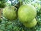 Pomelo fruits on the tree or grapefruit