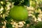 Pomelo, green pomelo hanging on branch of the tree on of green l