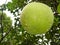 Pomelo, the largest citrus fruit