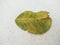 Pomelo leaf with mealy bugs