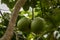 Pomelo, natural ripening citrus fruit, green pomelo hanging on tree branch
