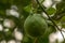 Pomelo, natural ripening citrus fruit, green pomelo hanging on tree branch