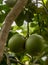 Pomelo, natural ripening citrus fruit, green pomelo hanging on tree branch