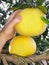 Pomelo or pummelo ripe fruit grow on a tree branch. Farmer supervisor touches and tests fruits