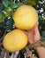 Pomelo or pummelo ripe fruit grow on a tree branch. Farmer supervisor touches and tests fruits