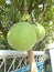 Pomelo pummelo tree and fruit