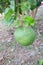 Pomelo, ripening fruits of the pomelo, natural citrus fruit, green pomelo hanging on branch of the tree on background of green