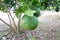 Pomelo, ripening fruits of the pomelo, natural citrus fruit, green pomelo hanging on branch of the tree on background of green