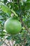 Pomelo, ripening fruits of the pomelo, natural citrus fruit, green pomelo hanging on branch of the tree on background of green