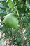 Pomelo, ripening fruits of the pomelo, natural citrus fruit, green pomelo hanging on branch of the tree on background of green