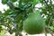 Pomelo, ripening fruits of the pomelo, natural citrus fruit, green pomelo hanging on branch of the tree on background of green
