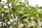 Pomelo tree and fruit from an orchard 