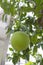 Pomelo tree and fruit from an orchard 