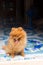 Pomeranian alone in home animal pet