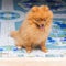 Pomeranian alone in home animal pet