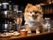Pomeranian barista making coffee with mini espresso machine
