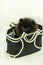 Pomeranian Black Puppy