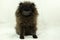 Pomeranian Black Puppy