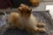 Pomeranian breed dog excitedly waits for food