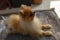 Pomeranian breed dog excitedly waits for food