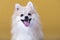 Pomeranian breed dog with open mouth and tongue out