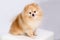 Pomeranian is a breed of small domestic dogs.