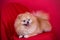 Pomeranian is a breed of small domestic dogs.