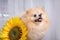 Pomeranian is a breed of small domestic dogs.