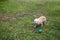 Pomeranian Chihuahua mix playing with a ball